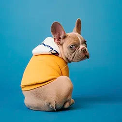 Cadeau pour Chien et Chat
