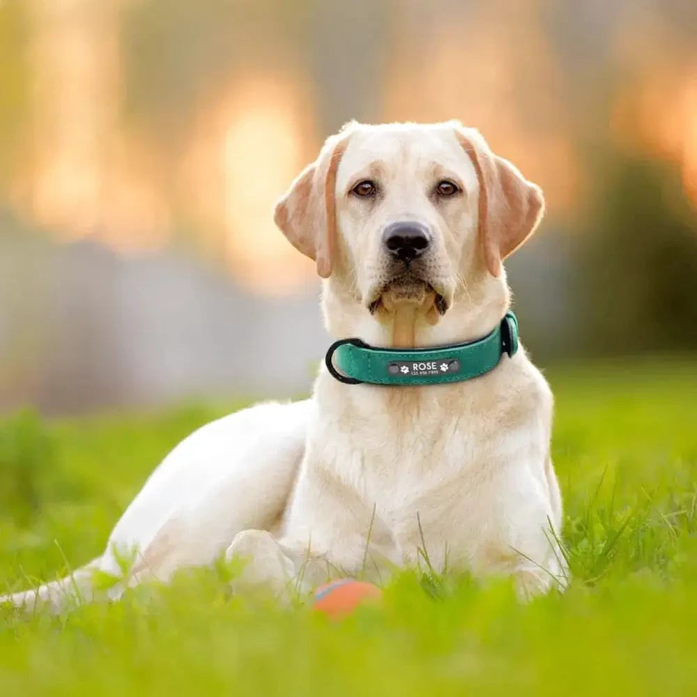 Collier Chien Personnalisé