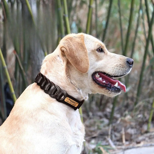 Collier Chien Chasse Gravé